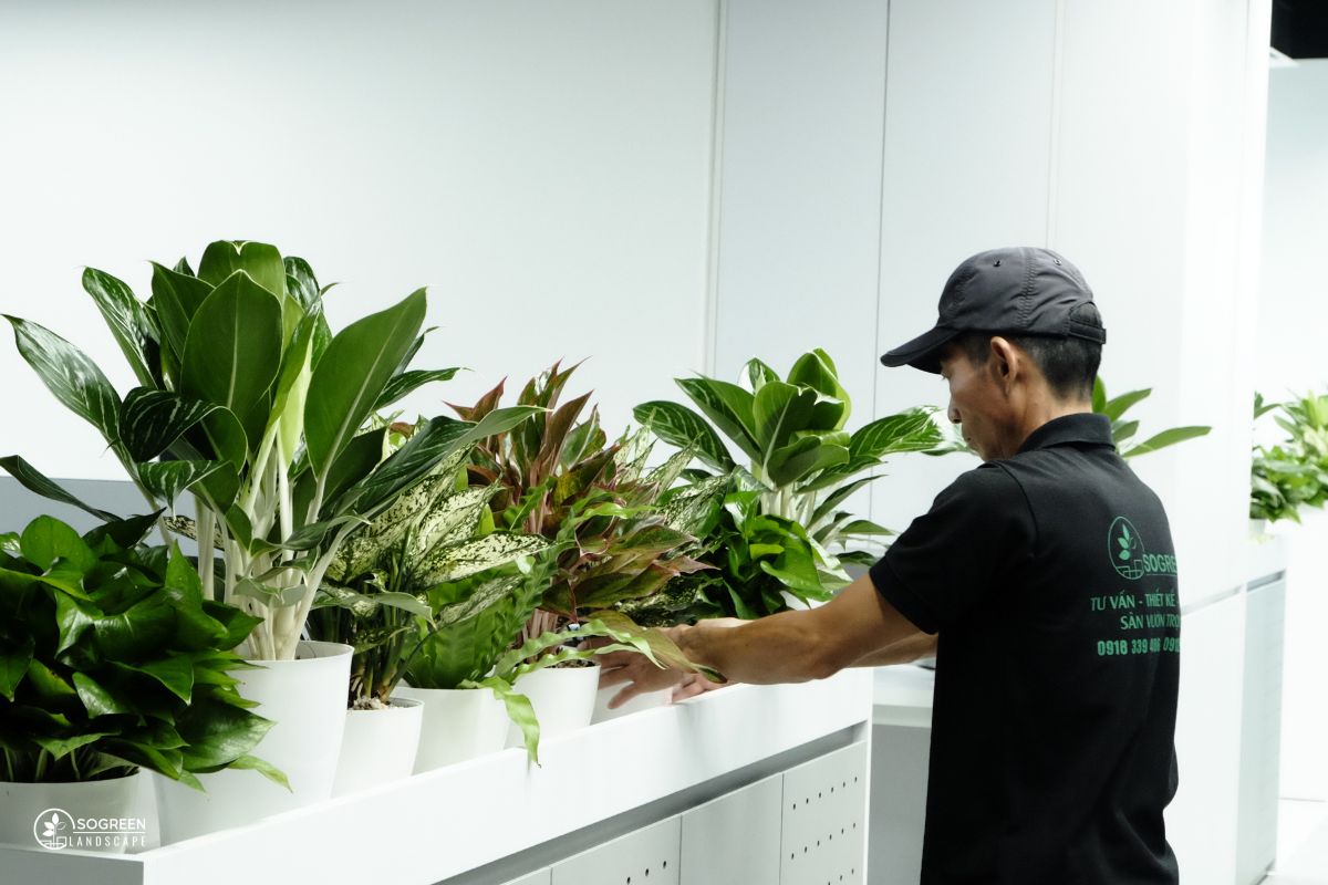 Dịch Vụ Cho Thuê & Chăm Sóc Cây Văn Phòng