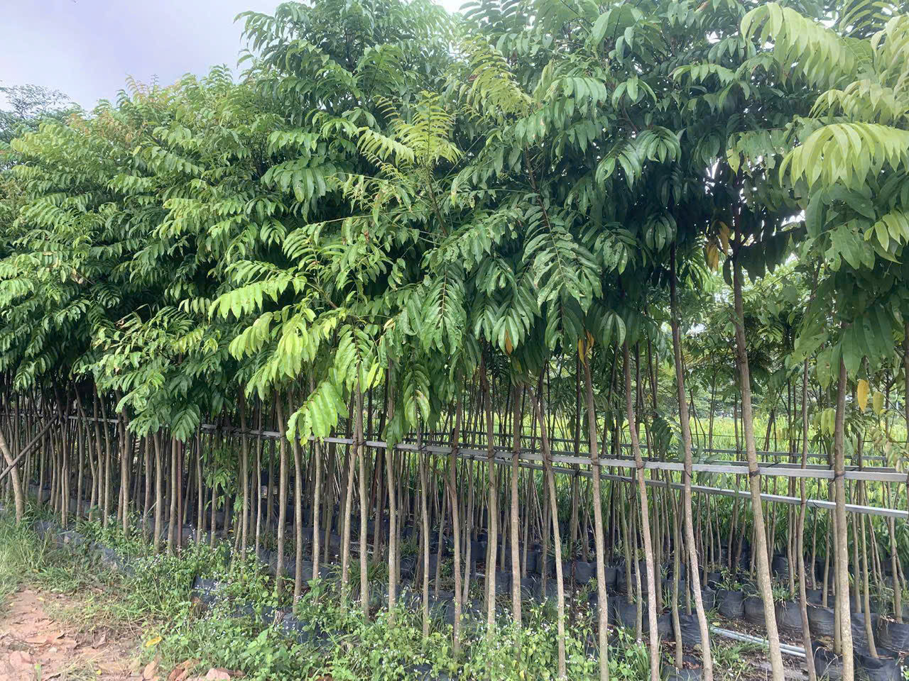 Vườn ươm cây công trình Hoanh Nguyen Garden