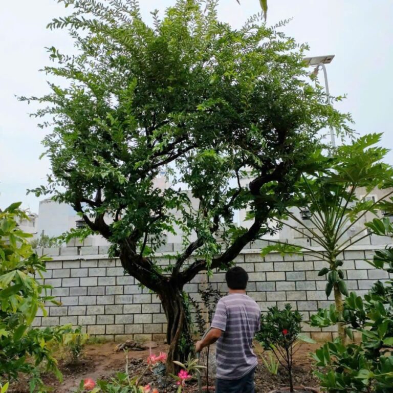 Mua bán cây công trình, cây bóng mát lớn – Uy tín & Chất lượng