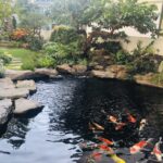 Bí Quyết Thi Công Hồ Cá Koi Đạt Chuẩn