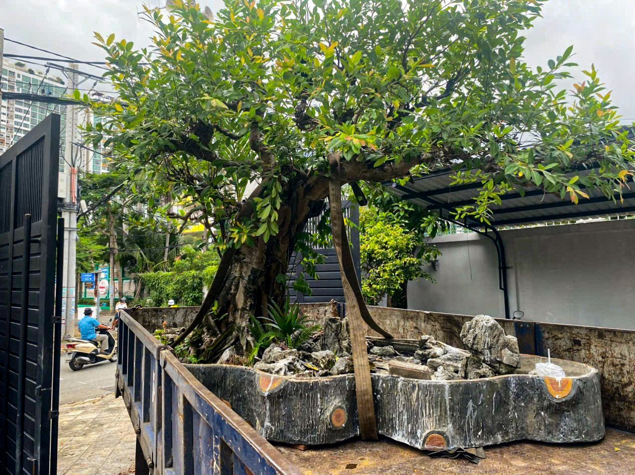 Đội ngũ thi công cẩu hạ cây công trình