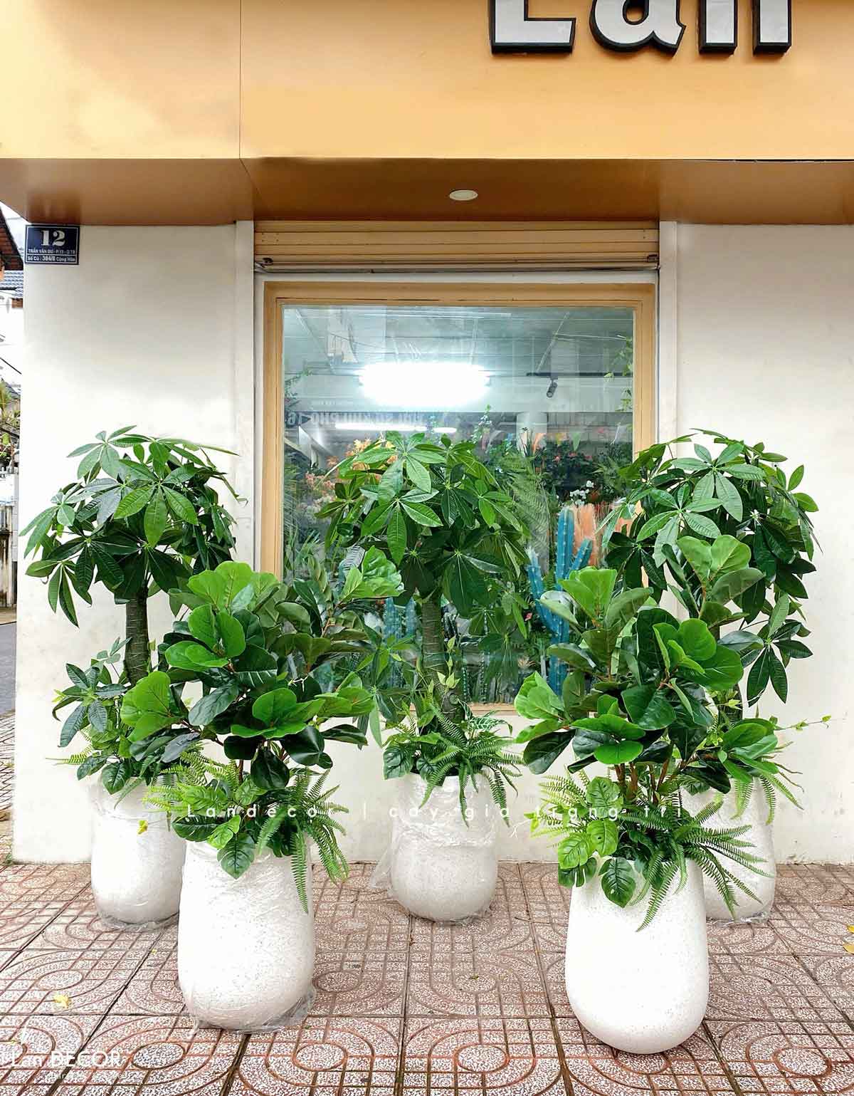 Cây chậu trang trí