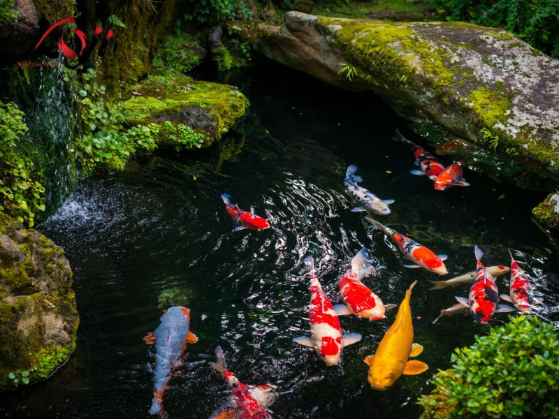 Cảnh quan hồ Koi ban đêm