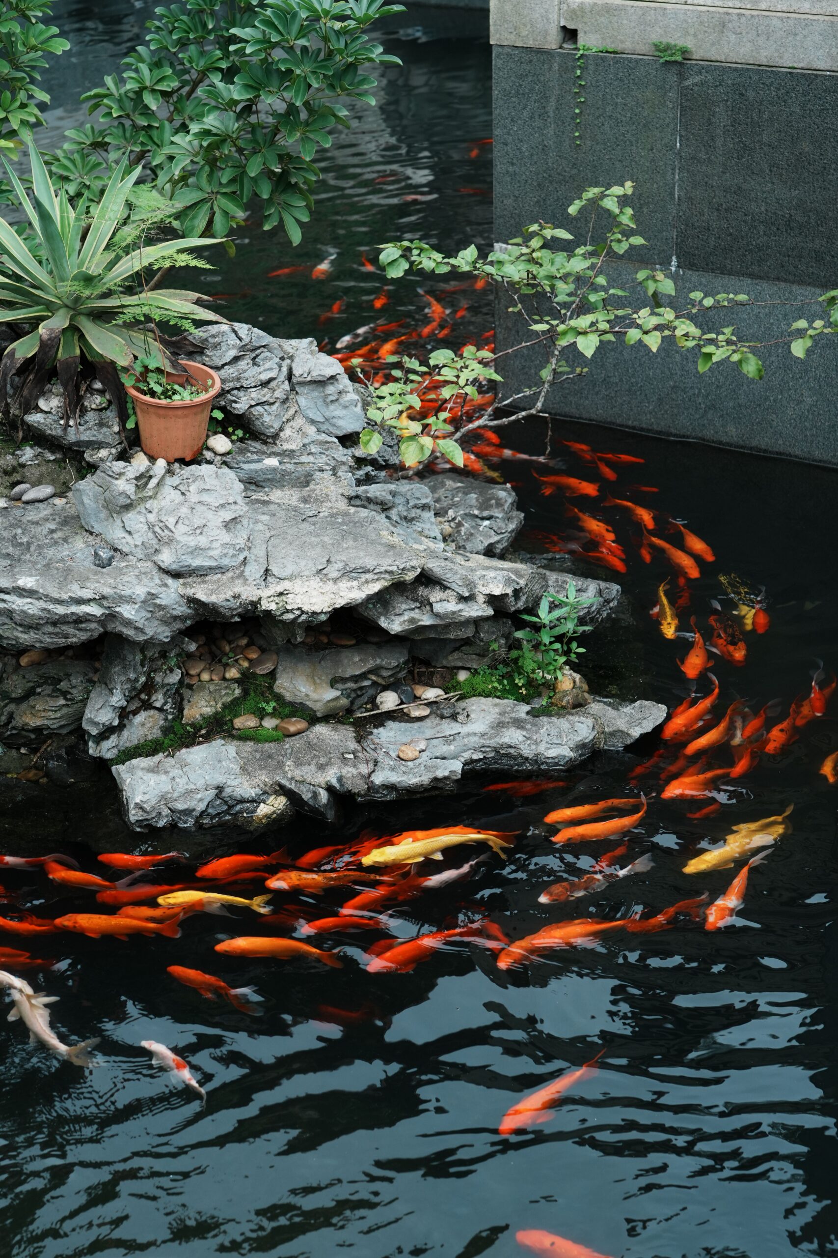 Hồ cá Koi thiết kế đẹp