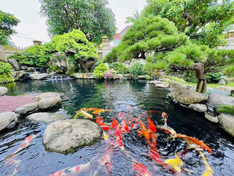 Hồ Koi kết hợp cảnh quan sân vườn