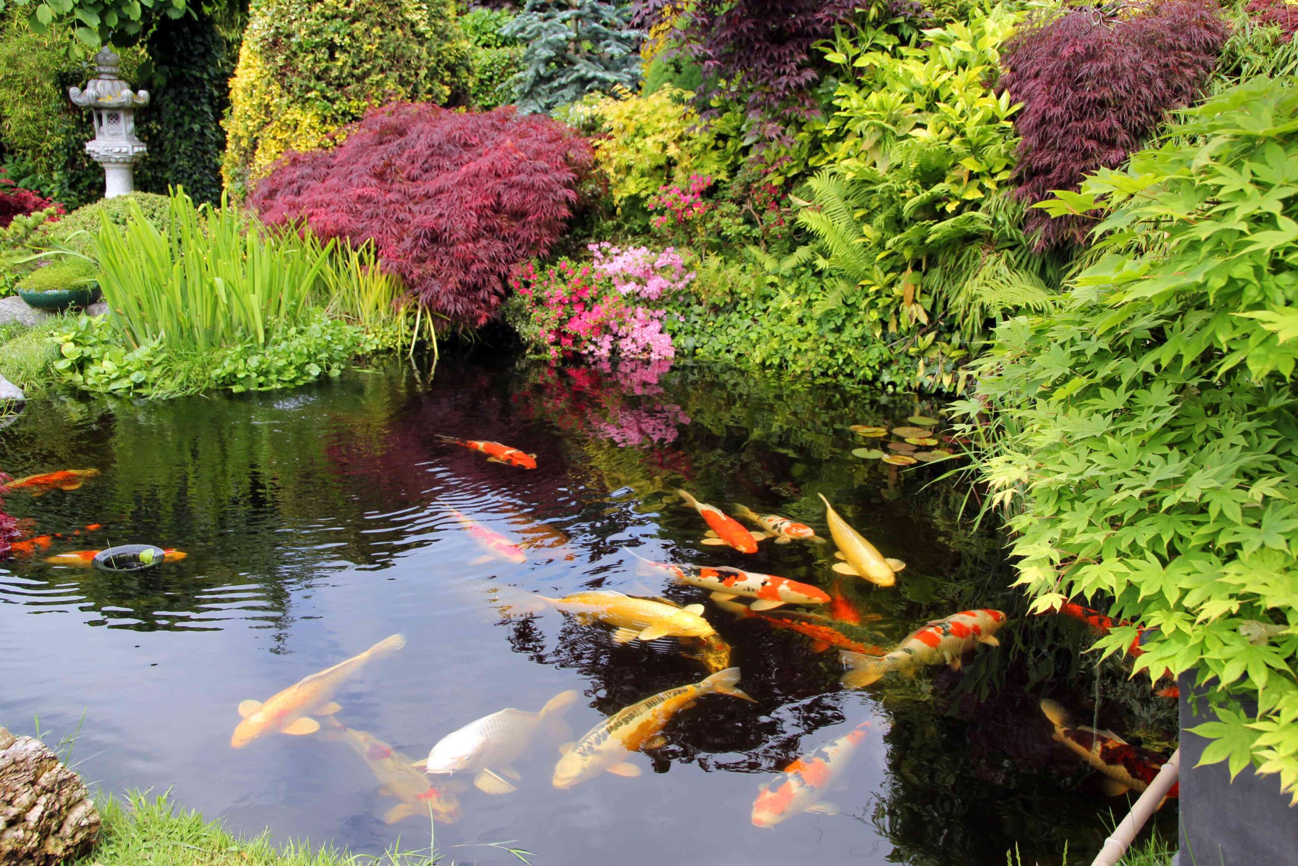 Natural Koi Pond