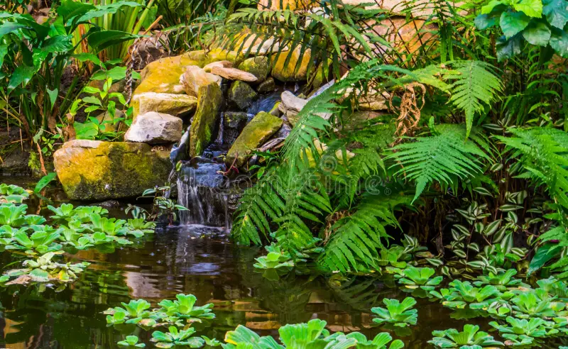 Tropical Water Garden