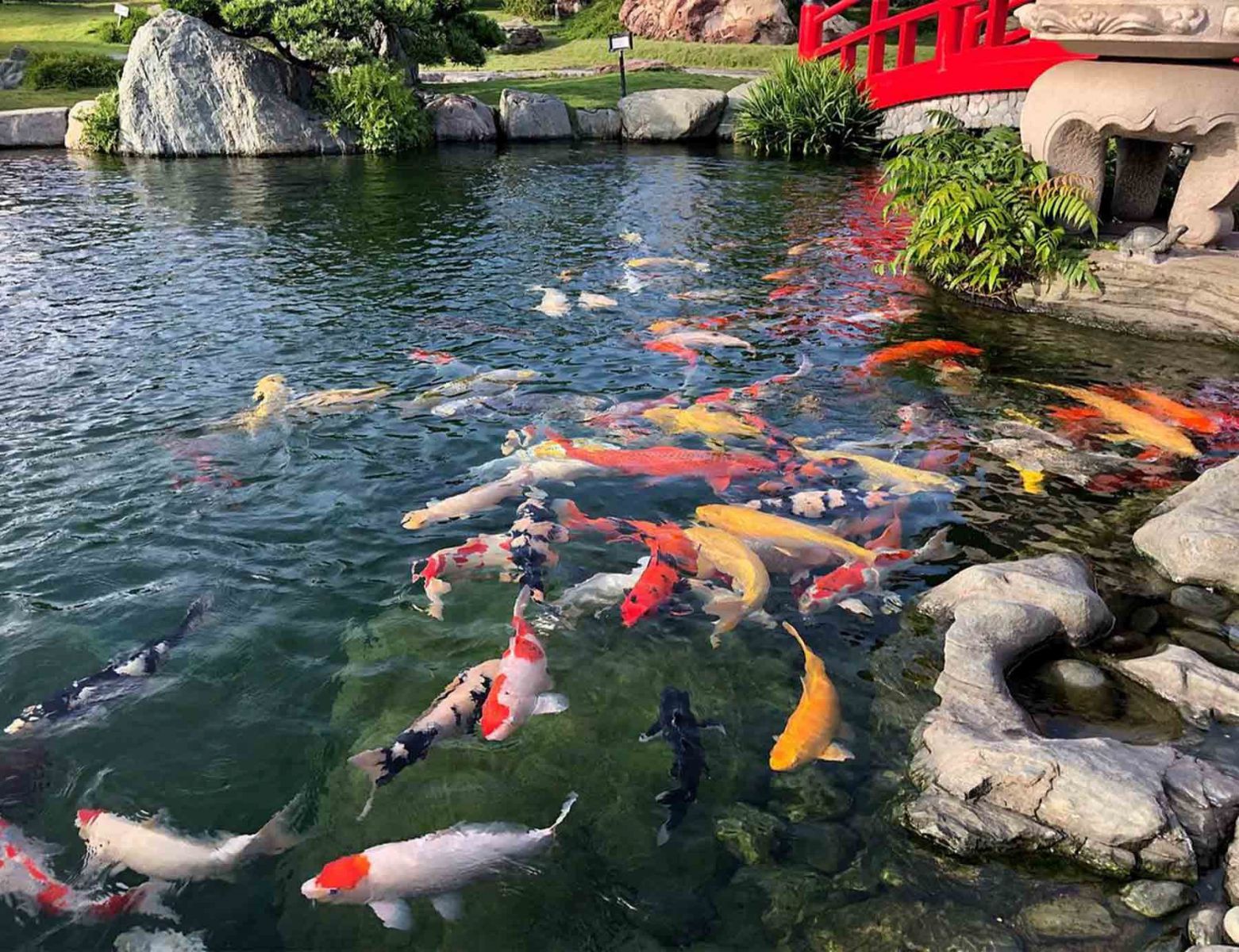 Hồ Koi tự nhiên
