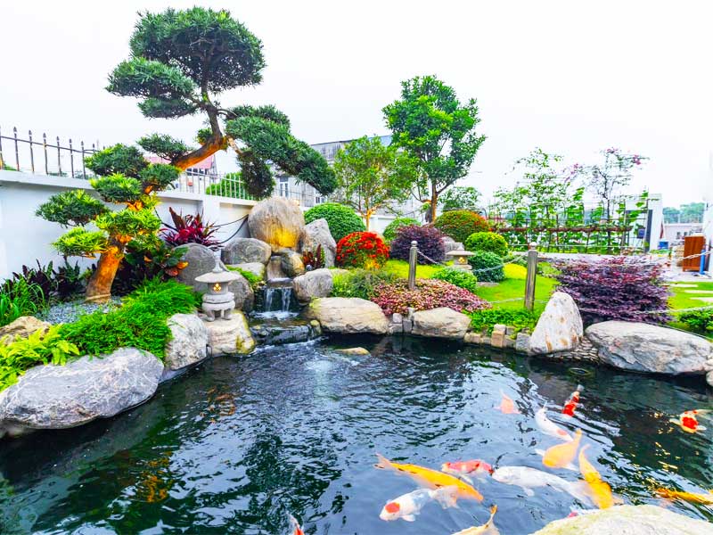 Thi công trọn gói sân vườn phong cách Nhật Bản & Hồ cá Koi 35m³ – Euro Village 1, Đà Nẵng